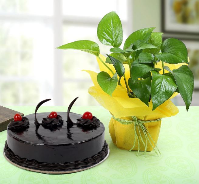 Chocolate Cake n Money Plant Combo